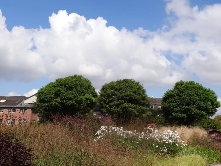 a view of a field that has some trees on it