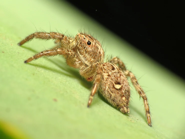 a big jumping spider sitting on a green surface