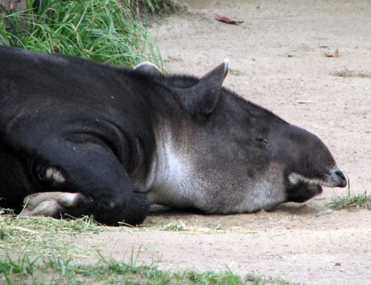 the antelope has been sitting in the dirt outside