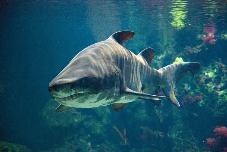 two white sharks swimming near the water's edge