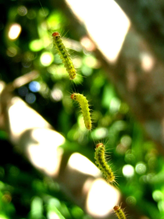 the tiny green plants have very thin long stems