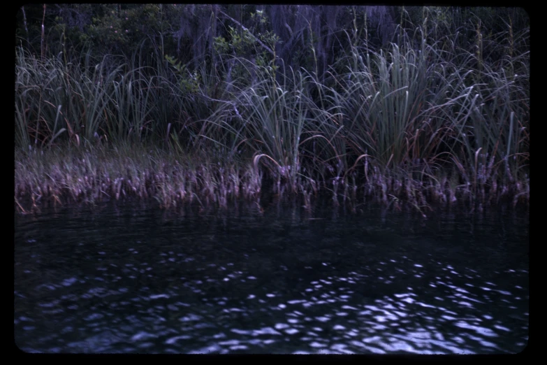 dark pond surrounded by grass with reflections in it