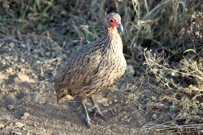 a chicken walking on a dirt field near brush