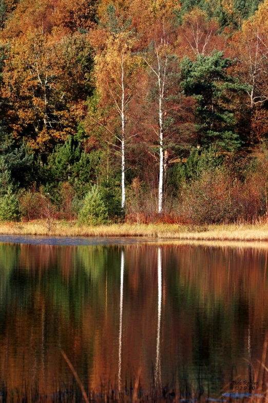 the tree in the background is changing colors