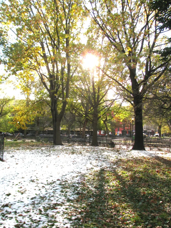 some sun coming through the trees in a park