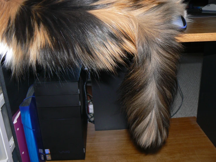 the tail of an animal on top of a desk