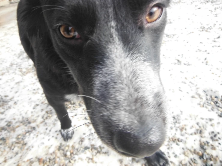 this is a black dog looking directly into the camera lens