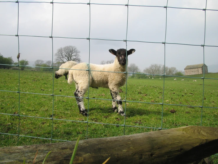 two sheep behind a fence while one is standing