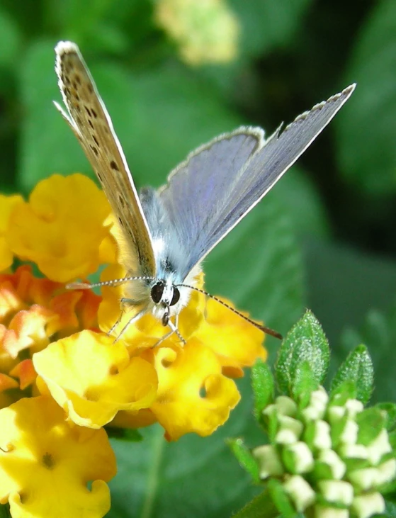 a blue erfly with white and black wings standing on yellow flowers