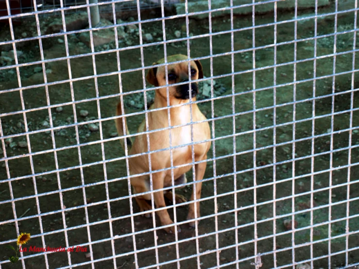 a dog sitting in the middle of an enclosure