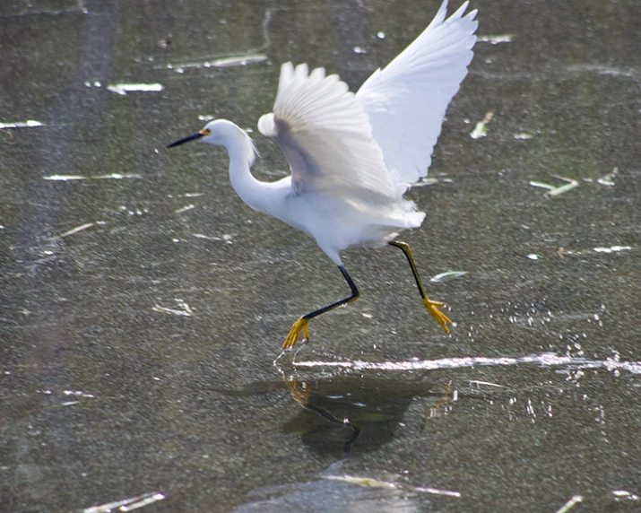 a white crane standing in water on top of a beach