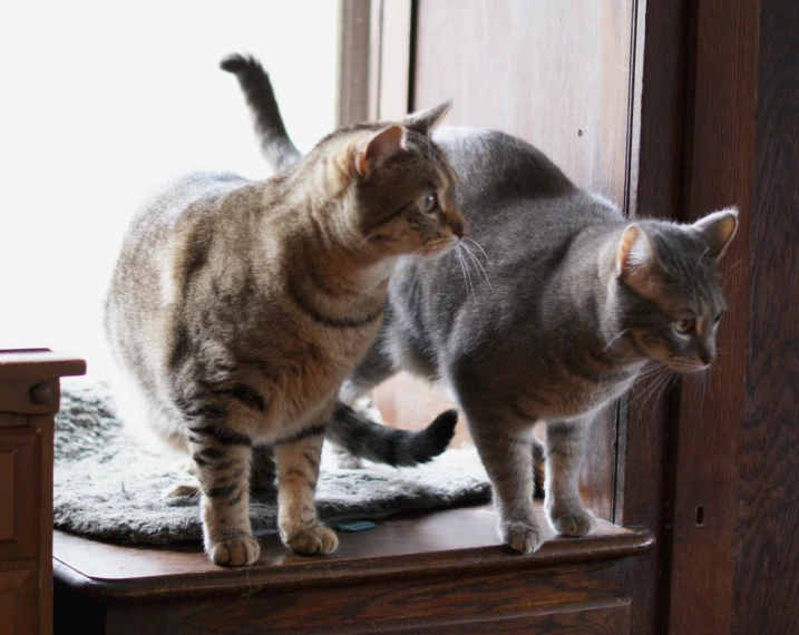 two cats on a ledge near a mirror