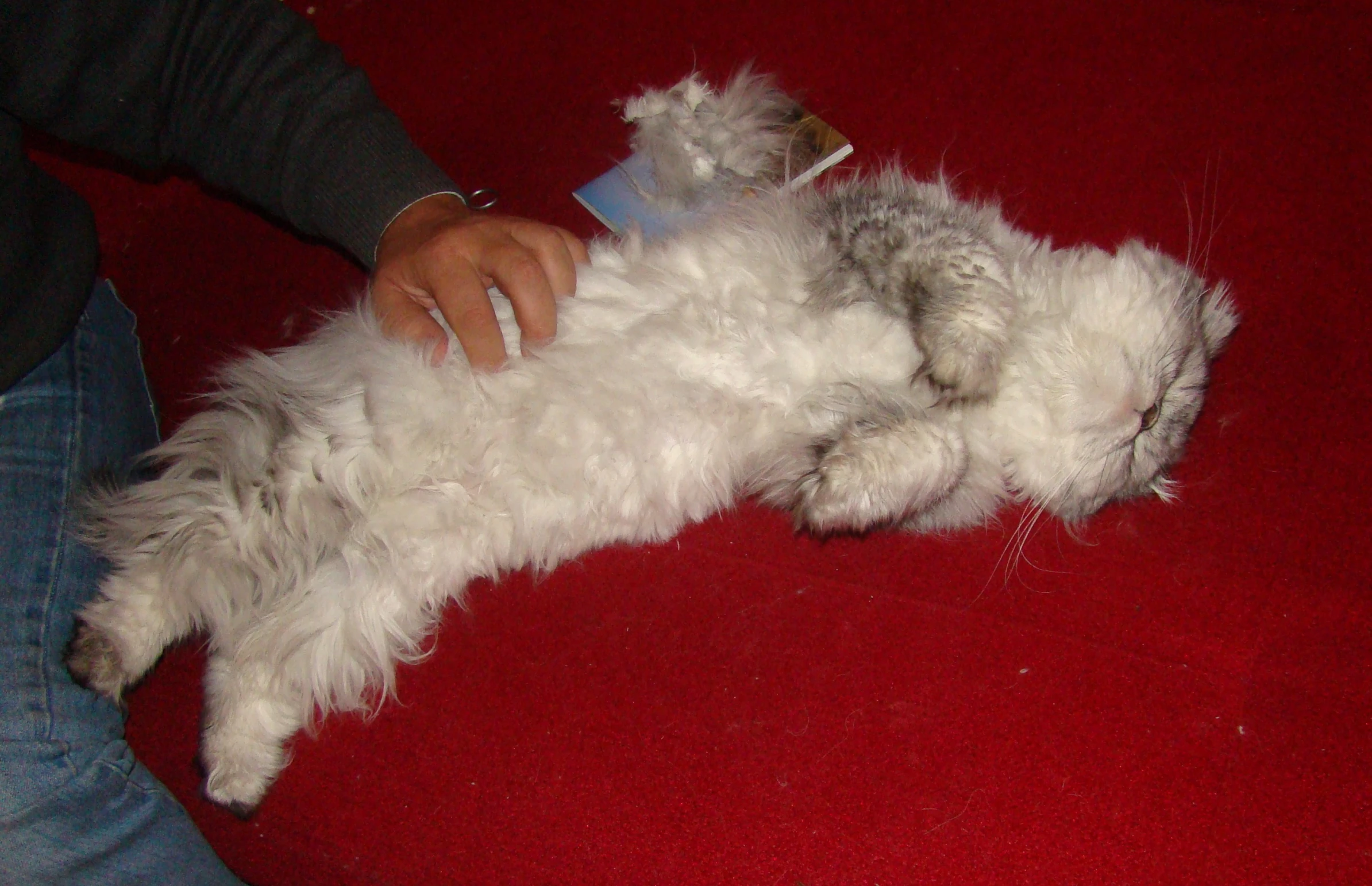 a cat is being touched and petted by someone on a red carpet