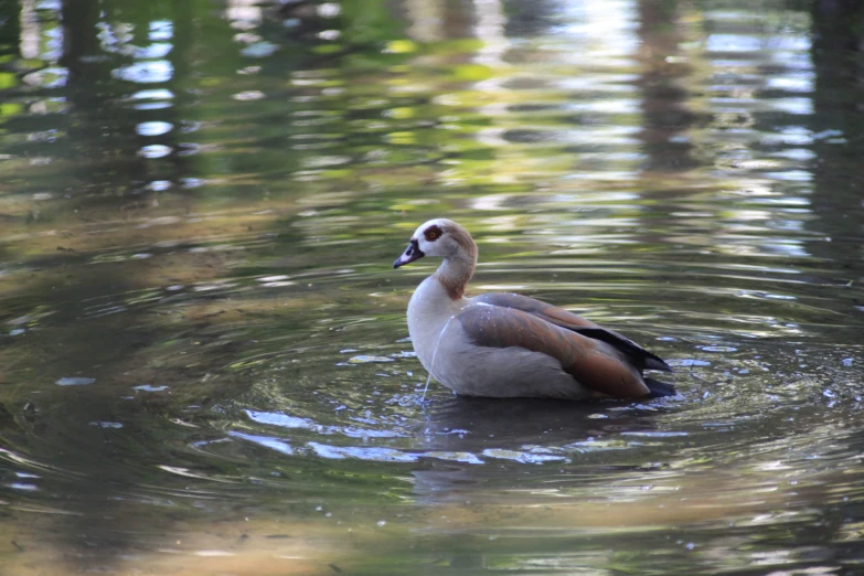 a single duck floating on top of a body of water