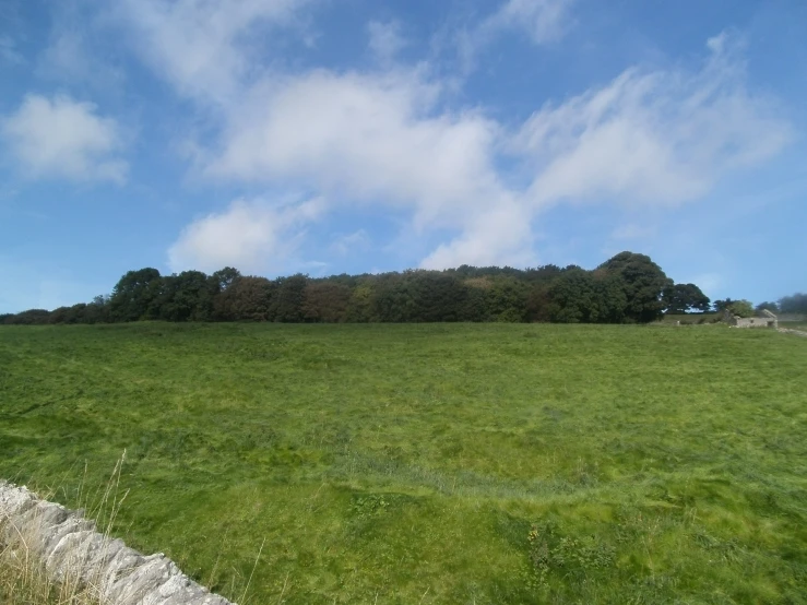 grassy field with fence and trees behind