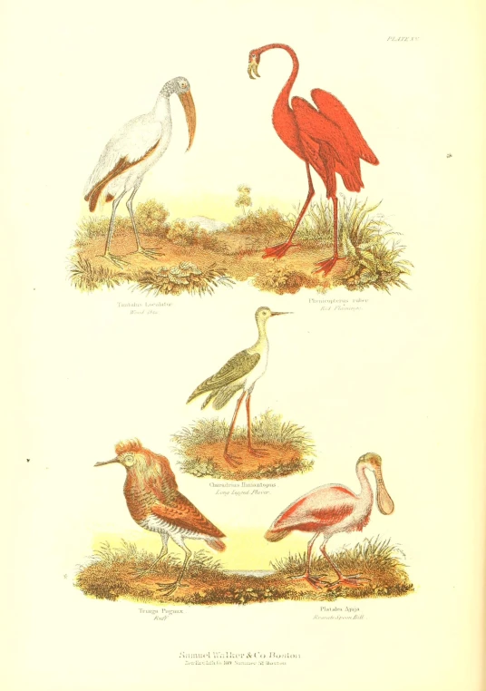 four different kinds of birds in a field