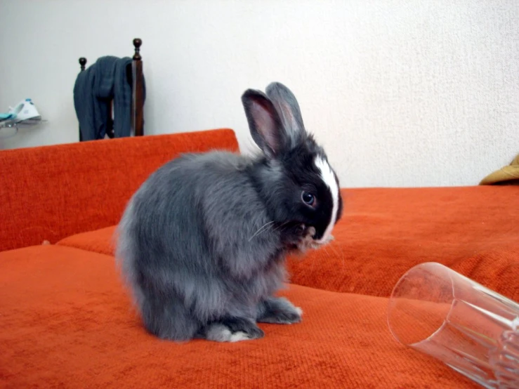 a rabbit sitting on an orange coach in the living room