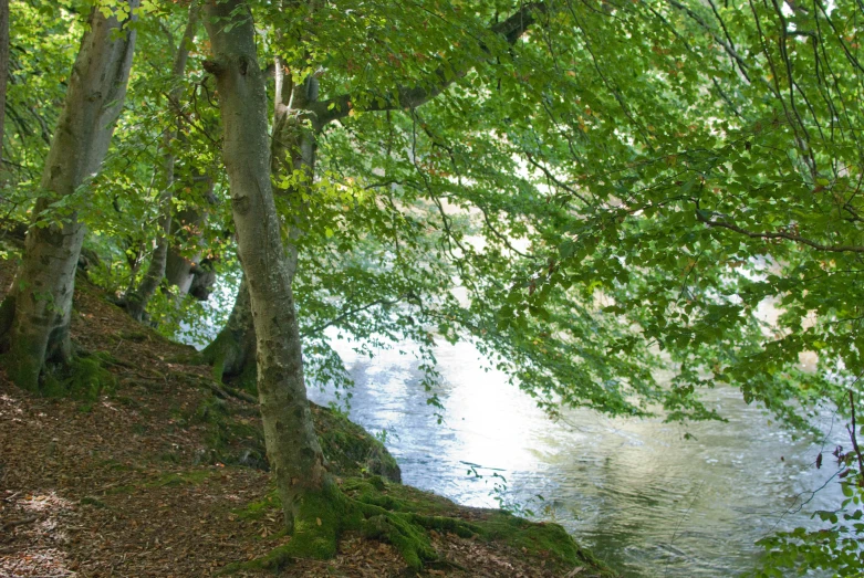 trees are next to the river and a bench is on a hill