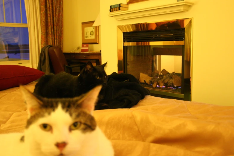 two cats sit on the bed with one staring in front