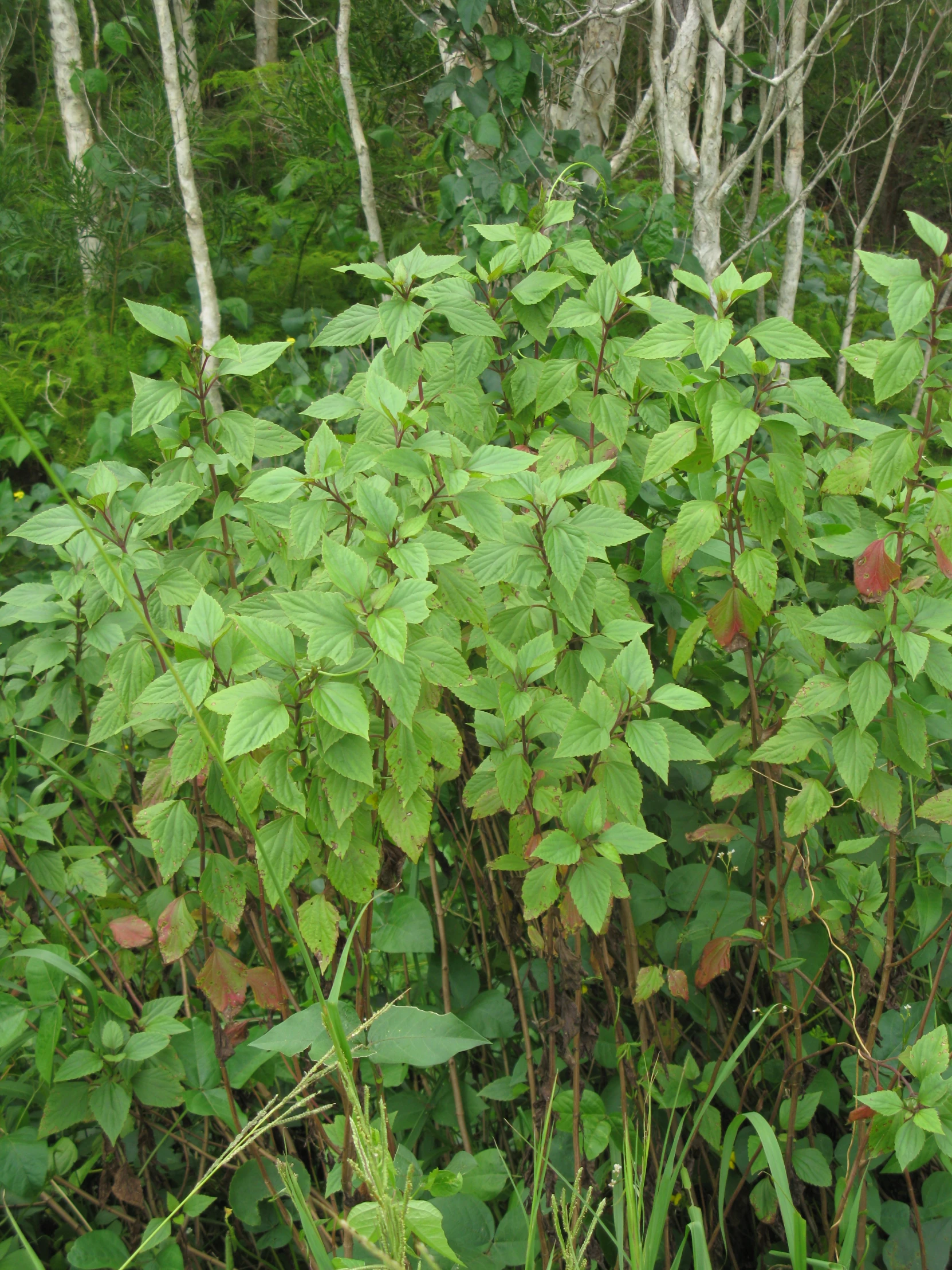 small shrubs are surrounded by woods and trees