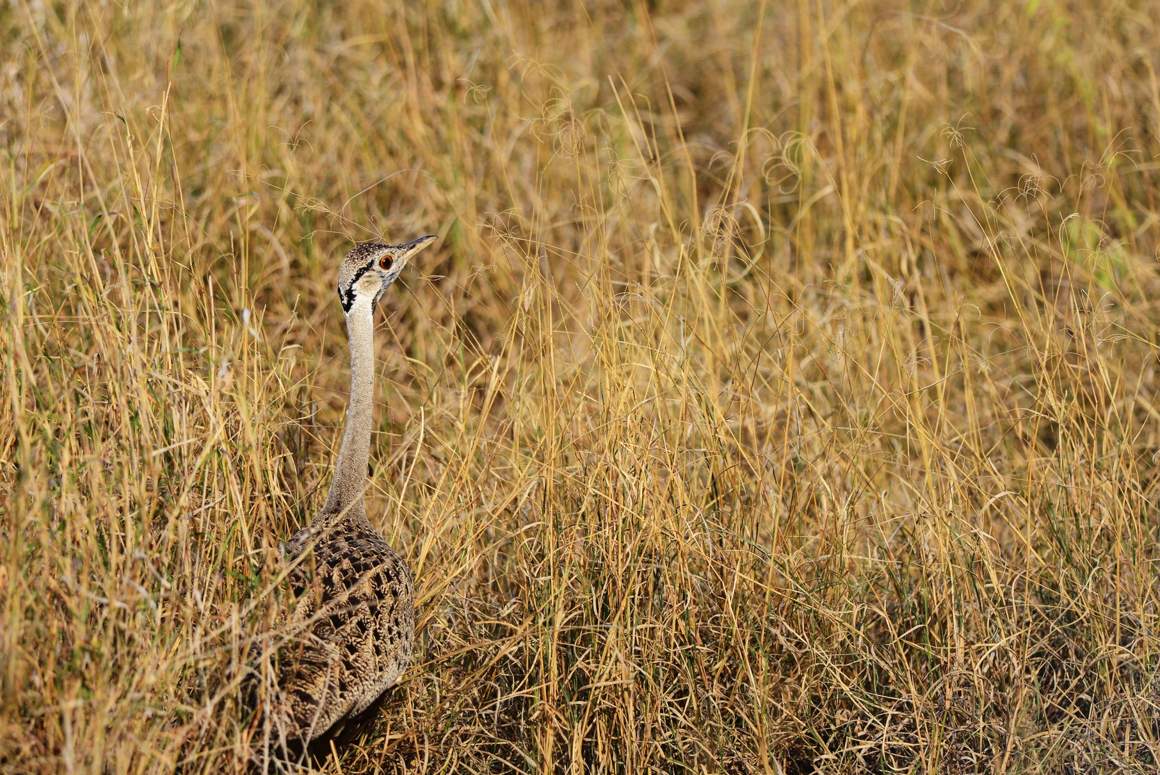 an african bird in a grassy area with tall brown grass