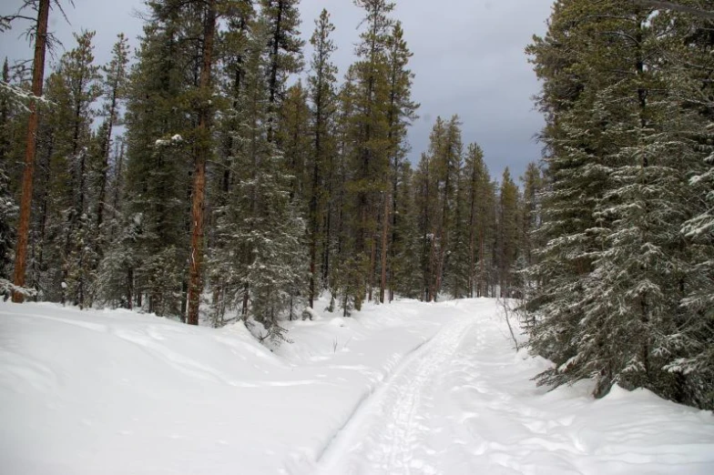 a single person skis down a snowy trail surrounded by trees