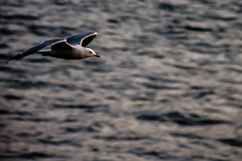 a seagull flies over a body of water