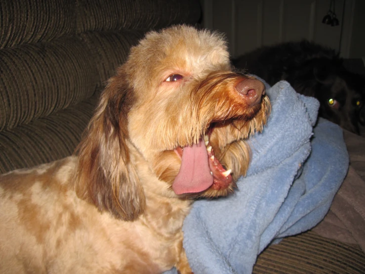 a dog is taking his dog for a ride on the couch