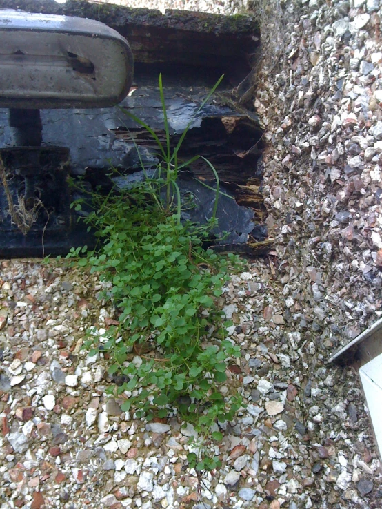 a plant next to the side of a broken down vehicle