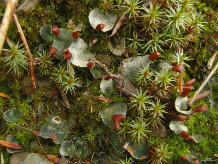 a plant covered in green leaves in the dirt