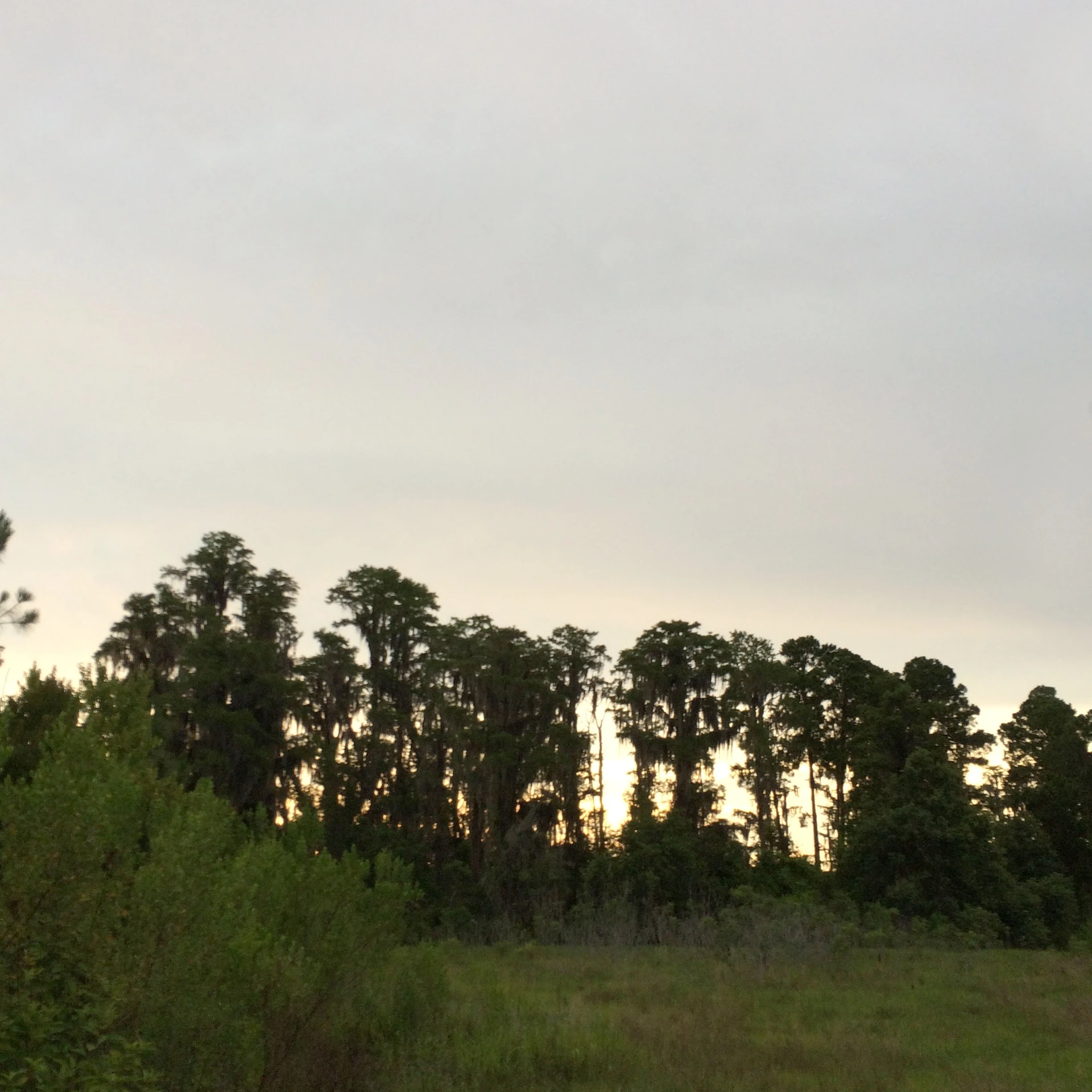 several trees line the grass outside during sunset