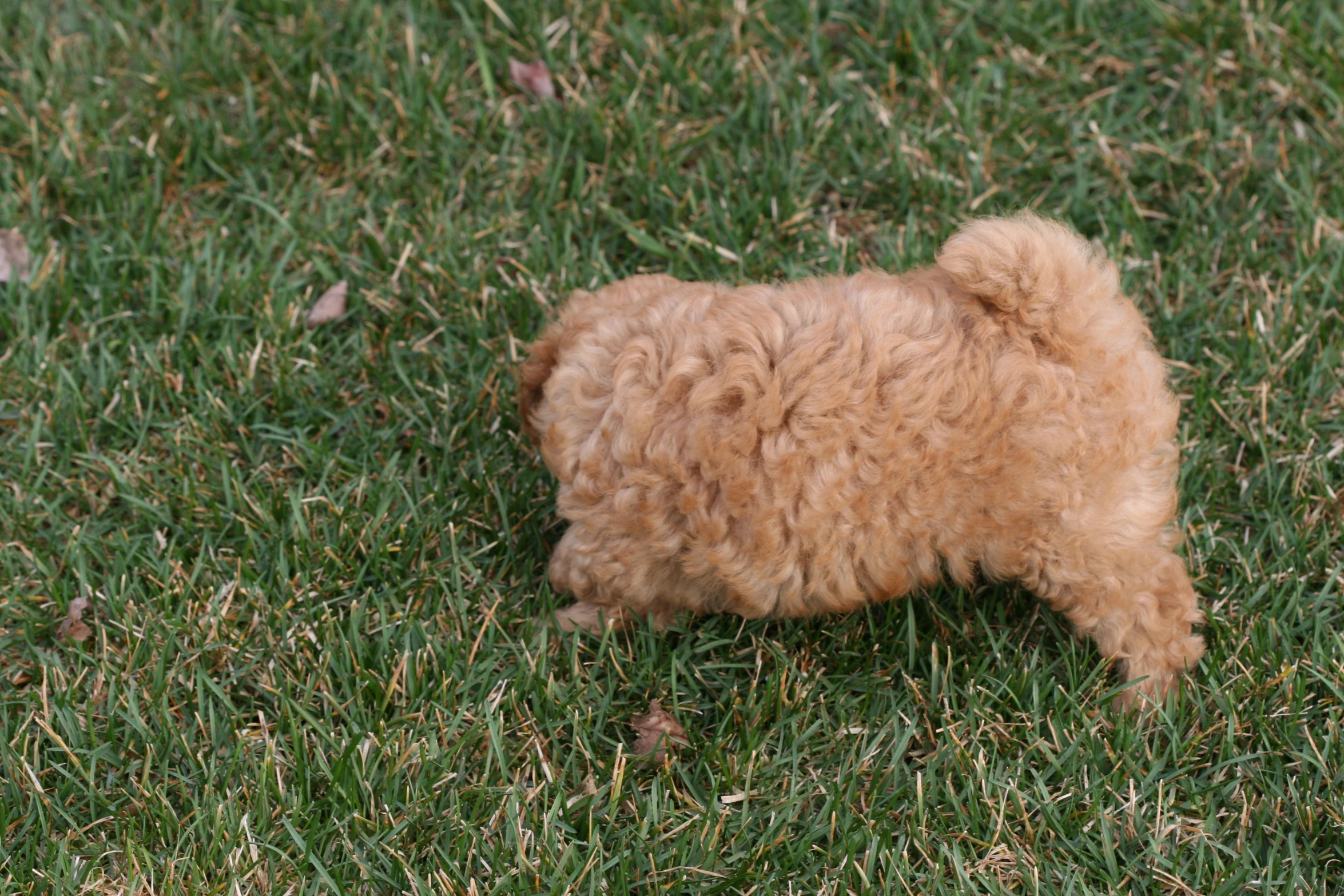 a small tan puppy walking in the grass