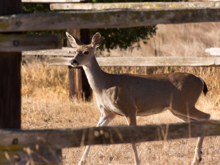 a deer in a fenced in area next to a wooden fence