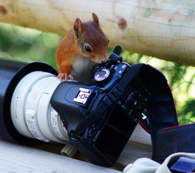 the squirrel is perched on top of the camera