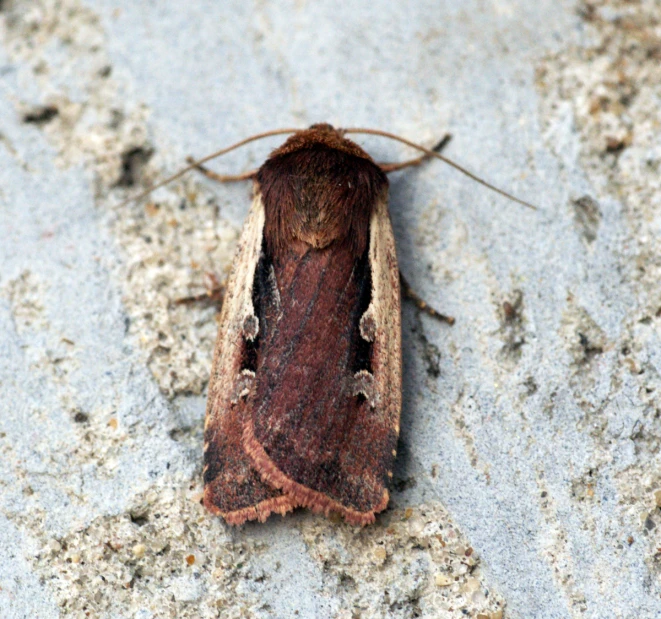 a moth is on the cement next to the wall