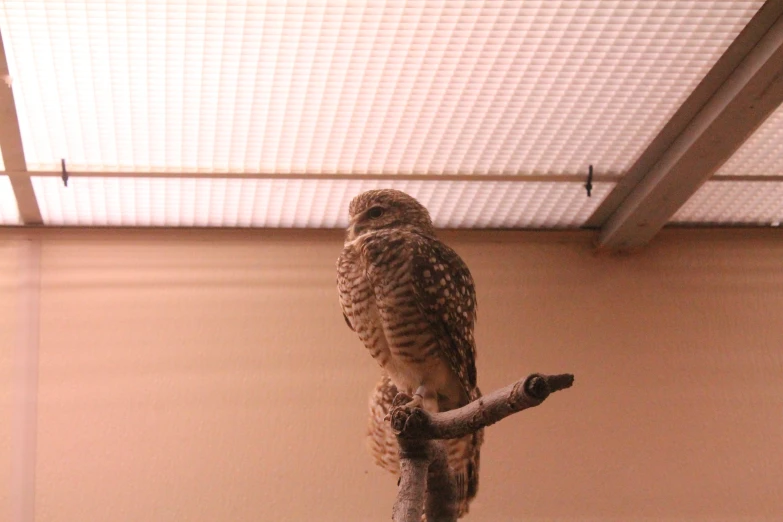 an owl is sitting on a nch and looking at soing