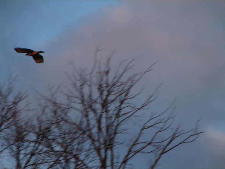 a bird flying above some dead trees in the evening