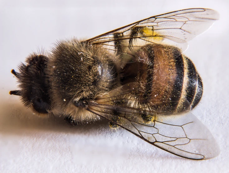 the very large and shiny fly has yellow eyes