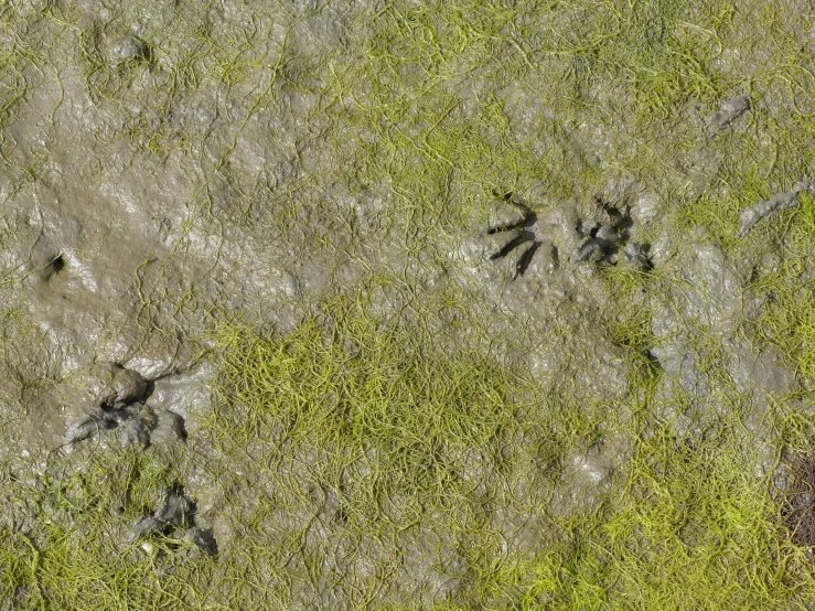 two bears walking through a grassy field with lots of footprints