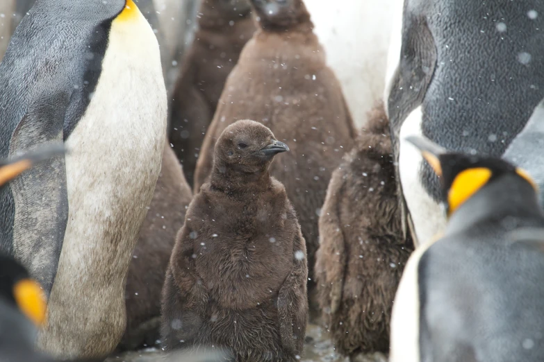 a large group of penguins standing together in the snow