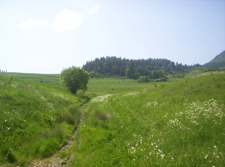 this is the green grass covered hillside where there is a small tree