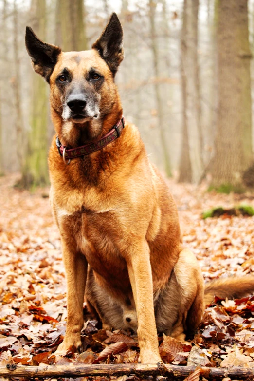 a dog that is sitting in some leaves