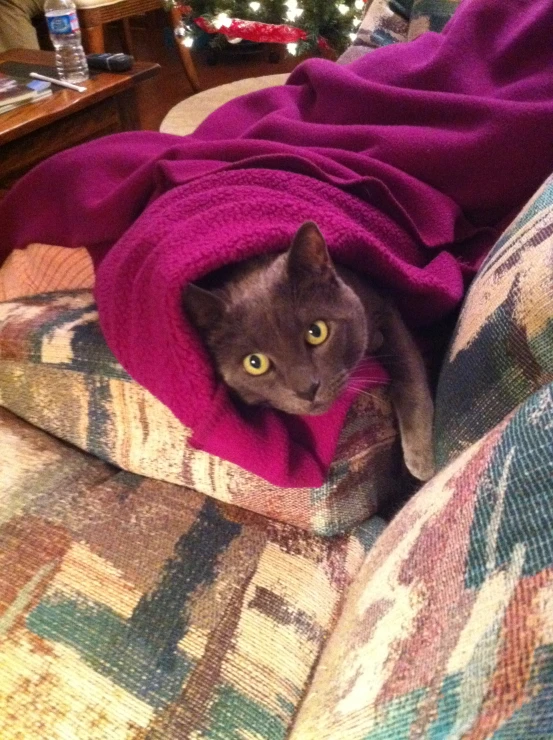 a gray cat laying on top of a couch under a blanket