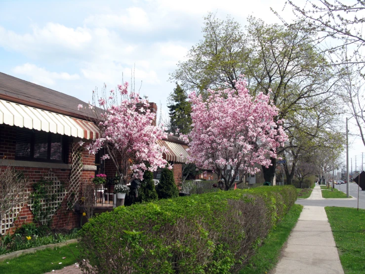 a row of trees with purple flowers growing on the side of a sidewalk