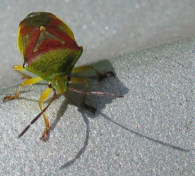 a very large insect with multicolored markings standing on cement