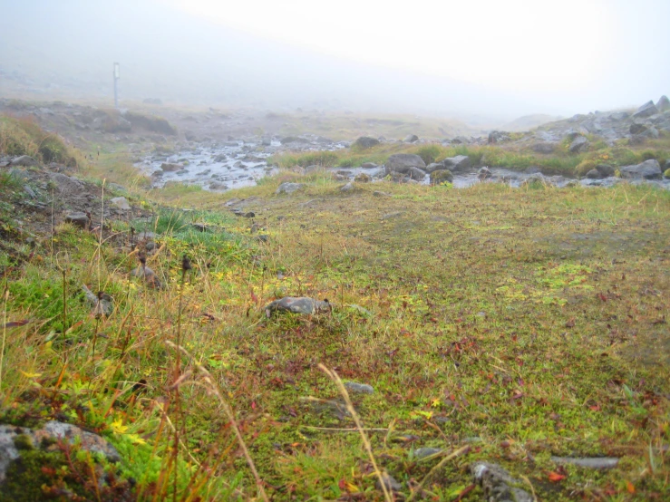 there is a grassy area with rocks and plants