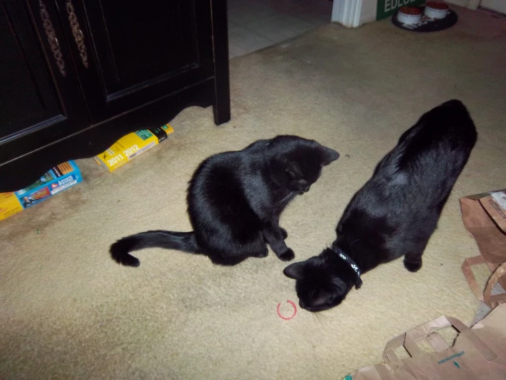a black cat and two black cats playing