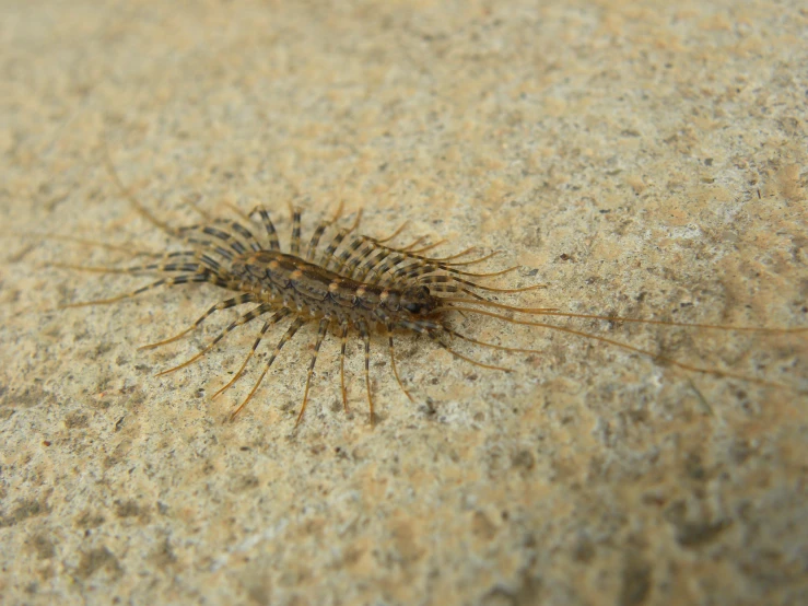 an animal that is on a ground next to water