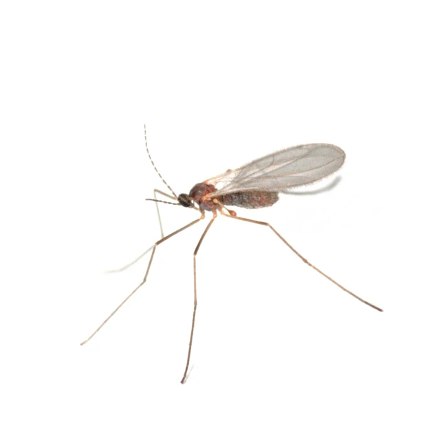 mosquito on a white background with no wings