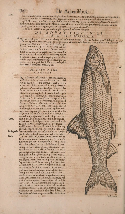 the page of a book with fish illustrations